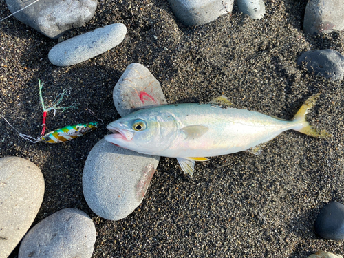 ワカシの釣果