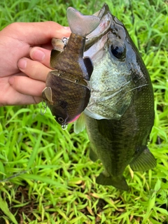 ラージマウスバスの釣果