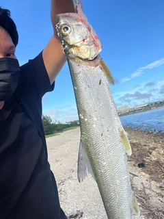 カライワシの釣果