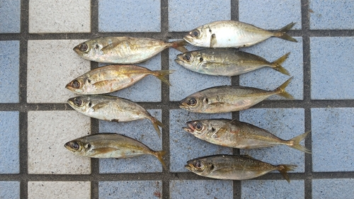 アジの釣果