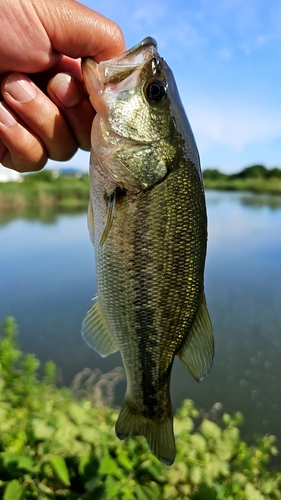 ラージマウスバスの釣果