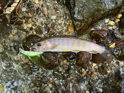 イワナの釣果