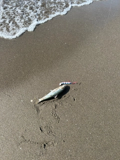 コノシロの釣果