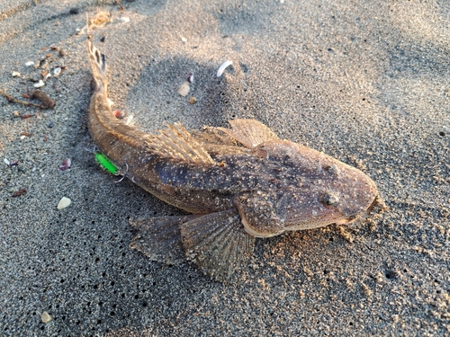 マゴチの釣果