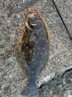 ヒラメの釣果