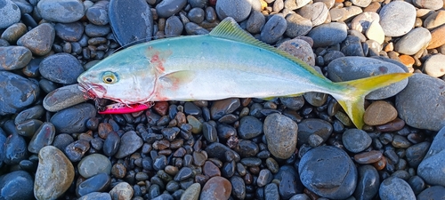 ツバスの釣果