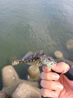 アナハゼの釣果