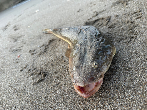 マゴチの釣果