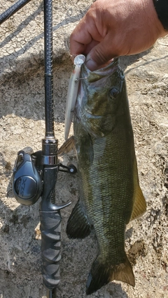 スモールマウスバスの釣果