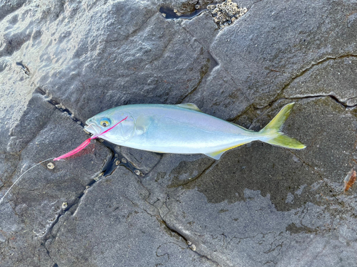 ワカシの釣果