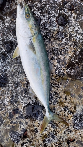 イナダの釣果