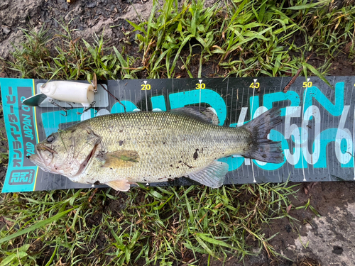 ブラックバスの釣果