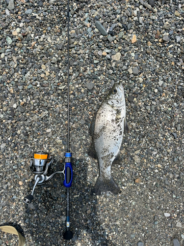 シロムツの釣果