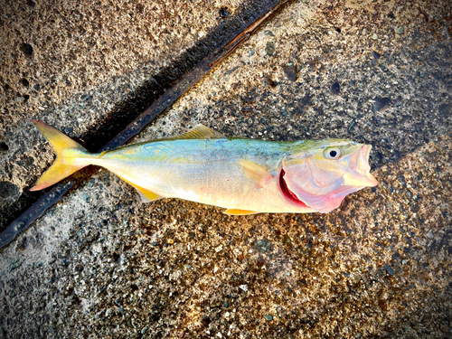 ワカシの釣果