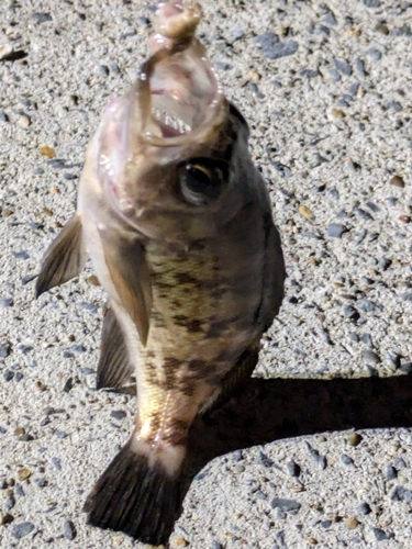 メバルの釣果