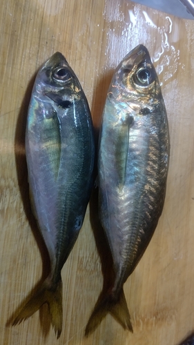 マアジの釣果