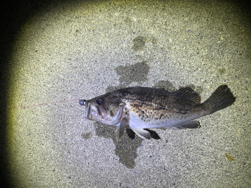 クロソイの釣果