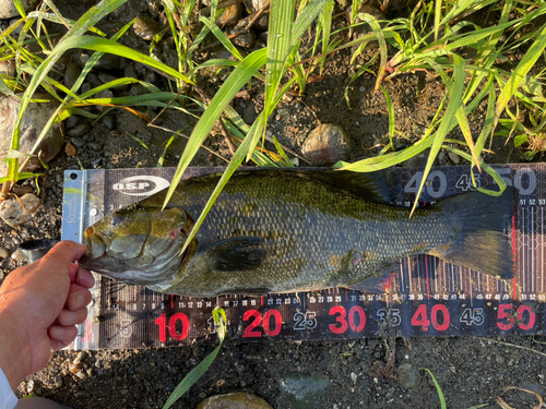 スモールマウスバスの釣果