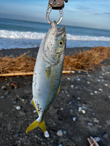 ワカシの釣果