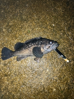 クロソイの釣果