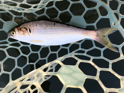 コノシロの釣果