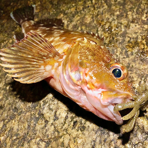 カサゴの釣果