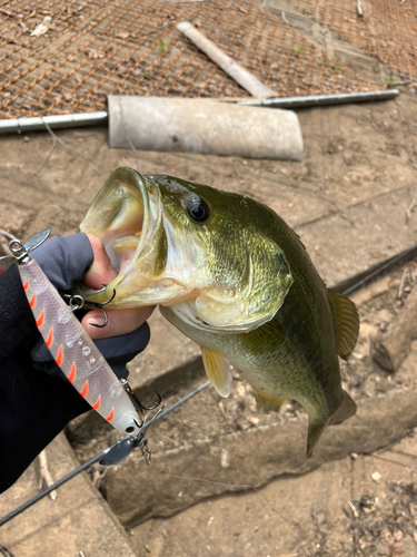 ラージマウスバスの釣果