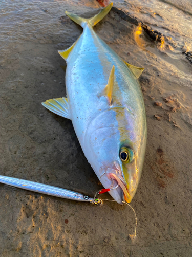 ヒラマサの釣果