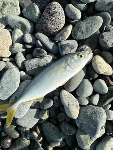 ワカシの釣果