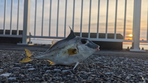 ギマの釣果