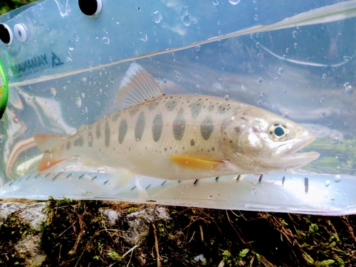 アマゴの釣果