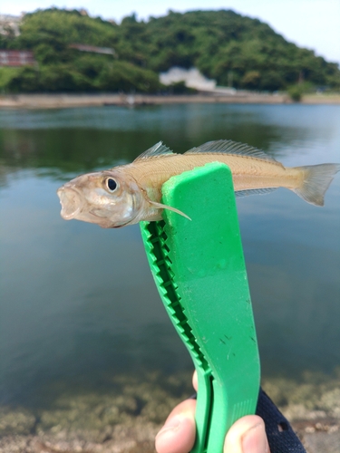 メゴチの釣果