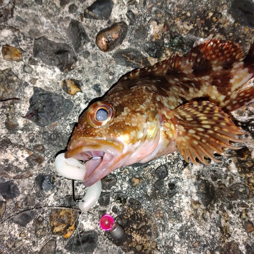 カサゴの釣果