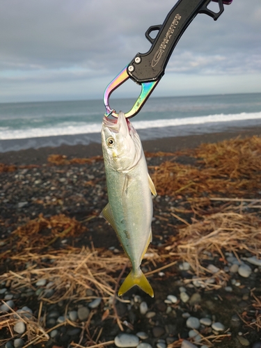 ワカシの釣果