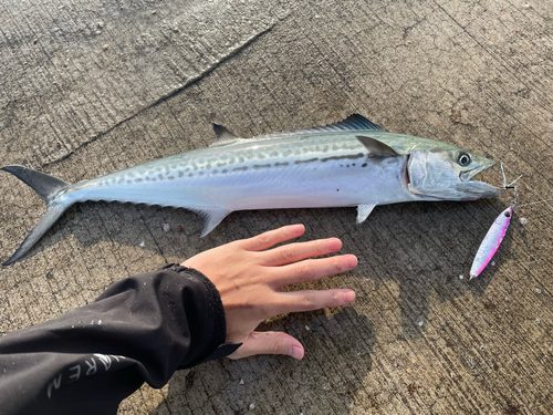 サゴシの釣果