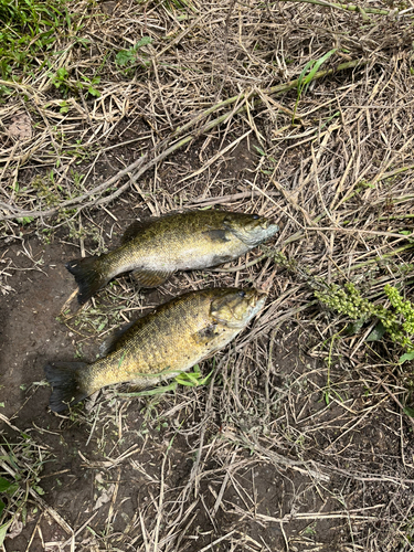 スモールマウスバスの釣果