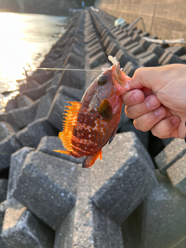 キジハタの釣果