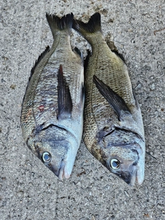 チヌの釣果