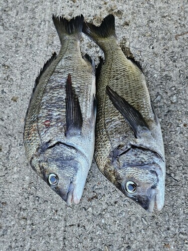 チヌの釣果