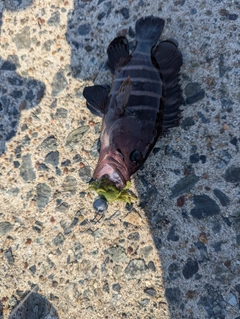 マハタの釣果