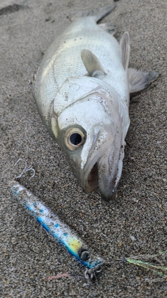 フッコ（ヒラスズキ）の釣果