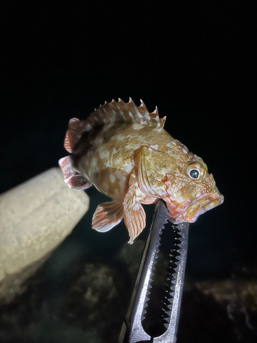 カサゴの釣果