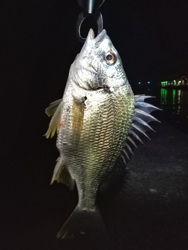 キビレの釣果