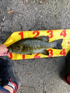 スモールマウスバスの釣果