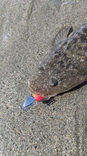 マゴチの釣果