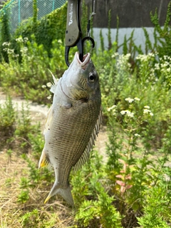 キビレの釣果