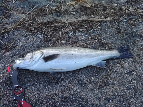 スズキの釣果