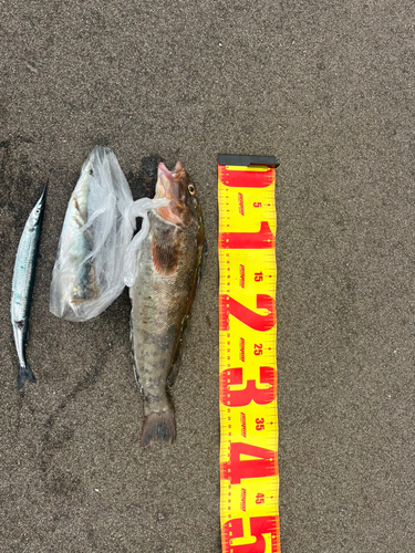 アイナメの釣果