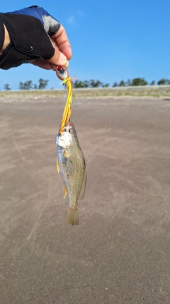 イシモチの釣果