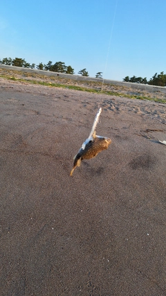 クサフグの釣果